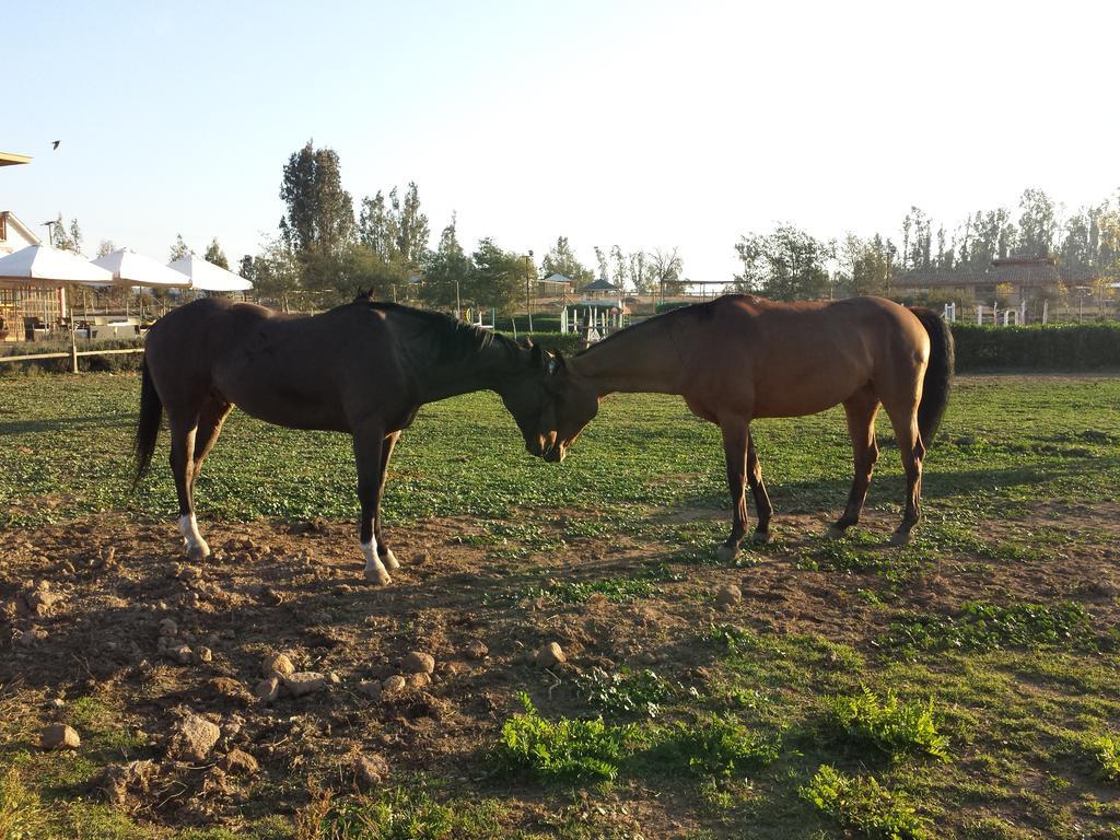 Hotel Boutique La Caballeriza Limache Dış mekan fotoğraf