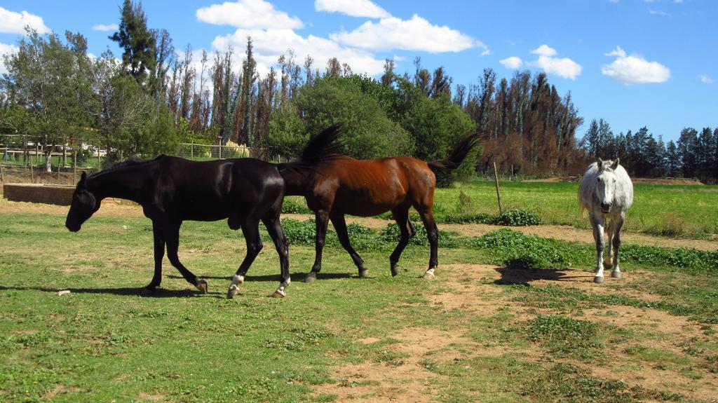 Hotel Boutique La Caballeriza Limache Dış mekan fotoğraf